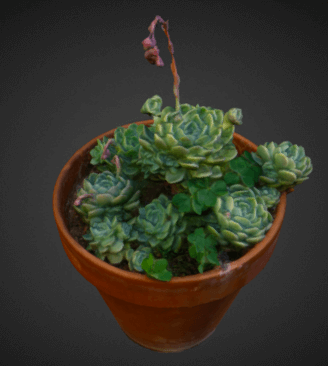 Succulent Plant