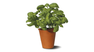 Money Plant Real Toch Plant