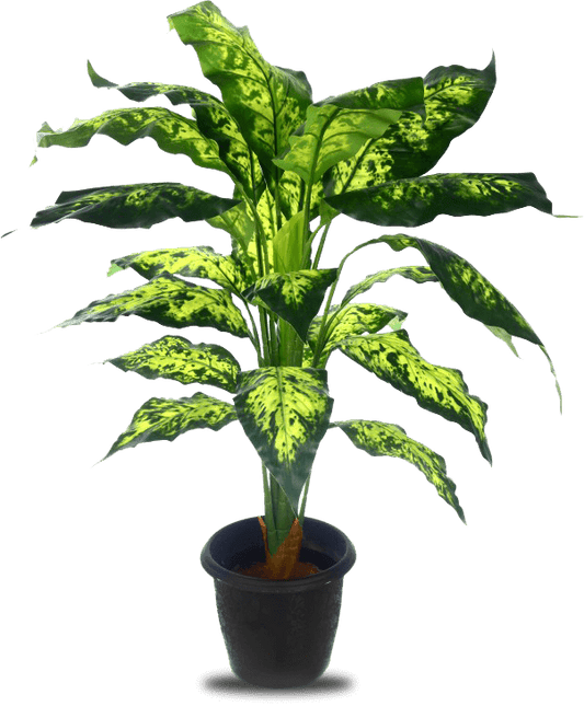 DIFFENBECIA REAL TOUCH PLANT